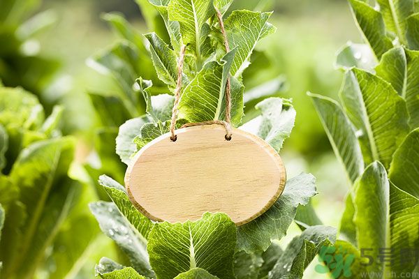 木瓜是水果還是蔬菜？青木瓜是水果嗎？