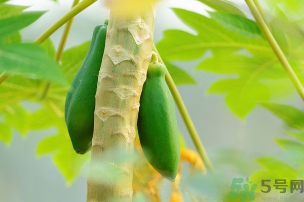 木瓜是水果還是蔬菜？青木瓜是水果嗎？