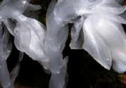 陜西發(fā)現(xiàn)死亡之花 水晶蘭為什么叫死亡之花？