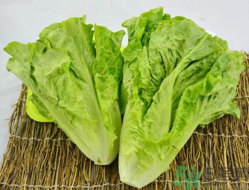 生菜會(huì)引起過敏嗎？吃生菜會(huì)過敏嗎？
