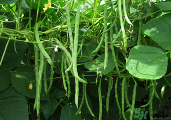 四季豆能包餃子嗎？吃煎餃好還是吃水餃好？