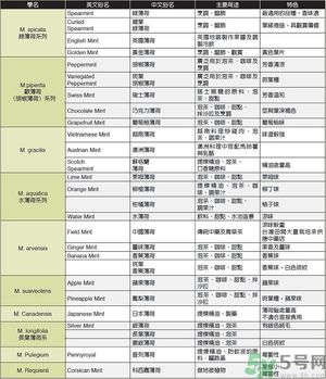 薄荷能美白嗎？薄荷的功效與作用