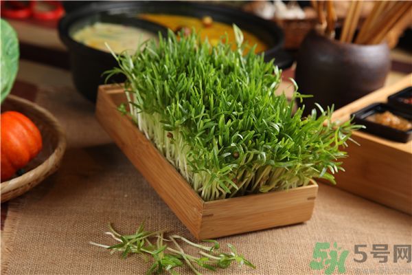 空心菜是菠菜嗎？空心菜是不是菠菜？