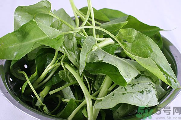 空心菜是菠菜嗎？空心菜是不是菠菜？