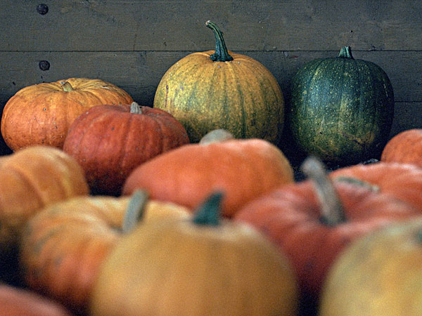 臉上長痘能吃南瓜嗎？臉上長痘吃南瓜好不好？