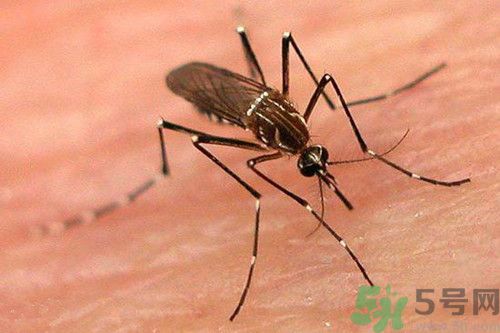 蚊子吸血后會死嗎?蚊子吸血是為了什么 蚊子吸血后會死嗎?蚊子吸血是為了什么