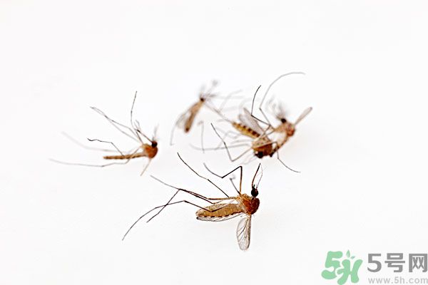點(diǎn)蚊香為什么還有蚊子？為什么點(diǎn)蚊香沒有用了？