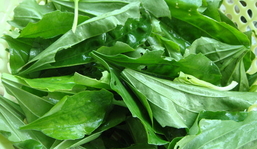 車前草可以做菜吃嗎?車前草能做菜吃嗎? 車前草可以做菜吃嗎?車前草能做菜吃嗎?