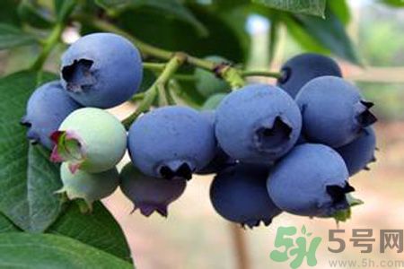 藍莓上面的白色的東西是什么？藍莓上面的白色的東西可以吃嗎？