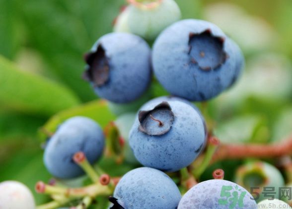 藍(lán)莓上面的白色的東西是什么？藍(lán)莓上面的白色的東西可以吃嗎？
