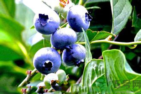 藍(lán)莓有籽嗎？藍(lán)莓籽是藍(lán)莓的種子嗎？