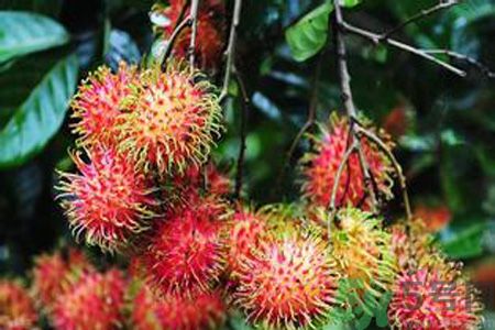 紅毛丹的殼可以吃嗎？紅毛丹的皮可以吃嗎？