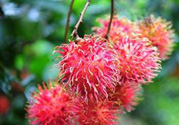寶寶可以吃紅毛丹嗎？寶寶多大了可以吃紅毛丹？