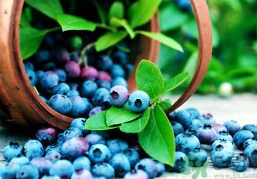 藍莓什么季節(jié)成熟?藍莓成熟是什么顏色 藍莓什么季節(jié)成熟?藍莓成熟是什么顏色