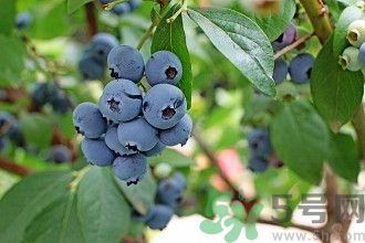 藍(lán)莓可以泡酒喝嗎?藍(lán)莓泡酒比例是多少 藍(lán)莓可以泡酒喝嗎?藍(lán)莓泡酒比例是多少