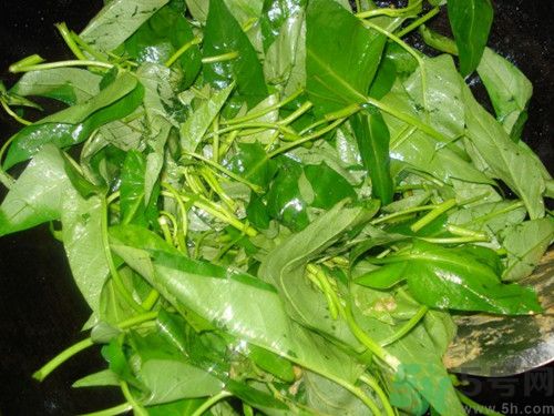 空心菜葉子可以吃嗎?空心菜葉子怎么吃 空心菜葉子可以吃嗎?空心菜葉子怎么吃