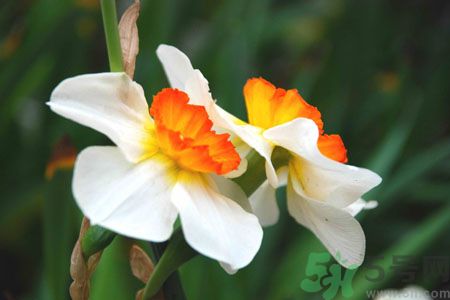 父親節(jié)送什么花好？父親節(jié)送什么花？