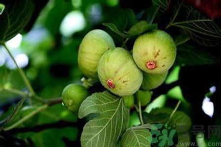 無(wú)花果是發(fā)物嗎？無(wú)花果樹不是發(fā)物？