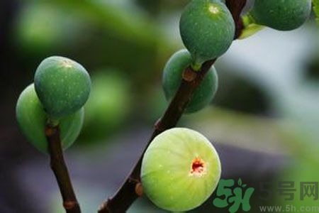 無花果是酸性還是堿性？無花果是堿性嗎？