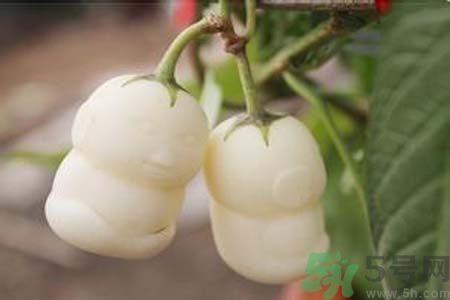 人參果是發(fā)物嗎？人參果是不是發(fā)物？