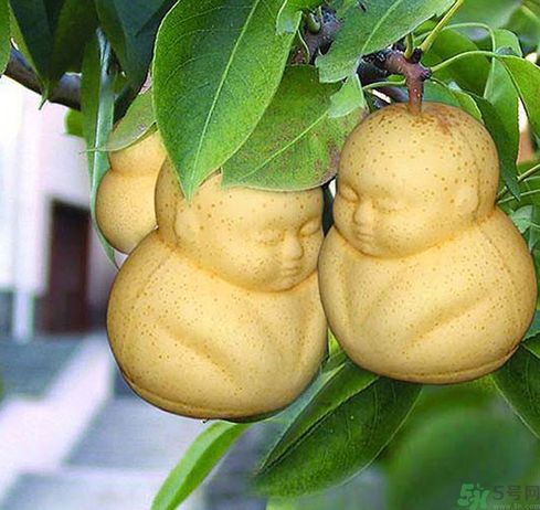 哺乳期可以吃人參果嗎？哺乳期吃人參果好嗎？