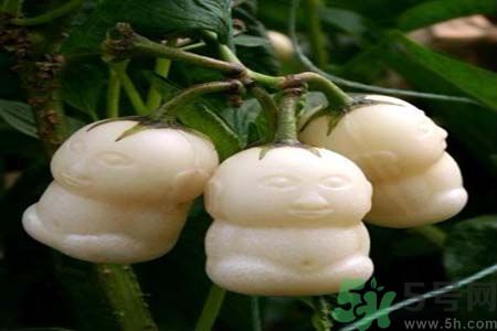 哺乳期可以吃人參果嗎？哺乳期吃人參果好嗎？