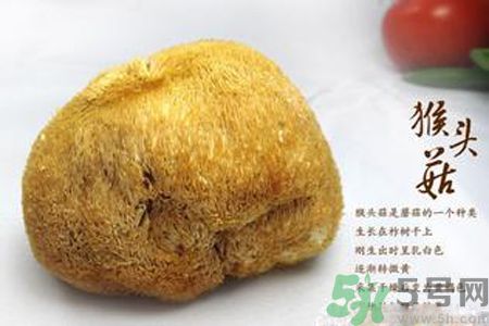 猴頭菇是酸性還是堿性？猴頭菇是堿性嗎？