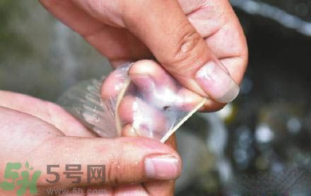 3個(gè)月懷孕2次 怎么辨別避孕套優(yōu)劣？