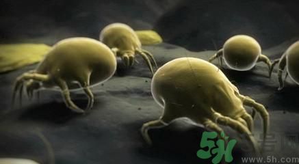花露水可以去螨蟲(chóng)嗎?花露水能去螨蟲(chóng)嗎?