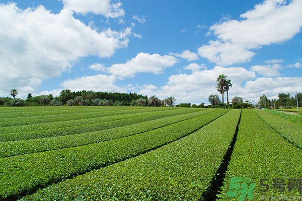 綠茶可以去黑眼圈嗎？綠茶去黑眼圈的方法
