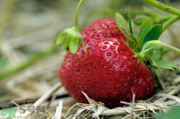 草莓和什么榨汁好喝？草莓榨汁搭配什么好？