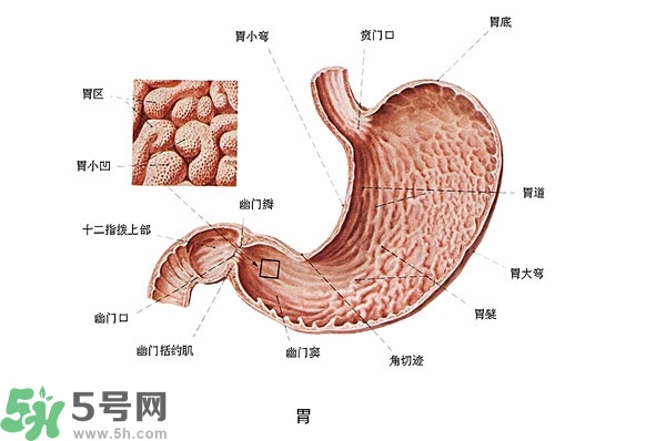 防胃癌的食物有哪些？多吃什么預(yù)防胃癌？