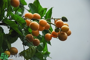 孕婦能吃黃皮果嗎？孕婦吃黃皮果好嗎？