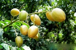 黃皮果是熱性還是涼性？黃皮果是涼性嗎？