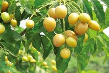 黃皮果是熱性還是涼性？黃皮果是涼性嗎？