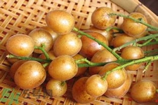 黃皮果是不是發(fā)物？黃皮果是發(fā)物嗎？