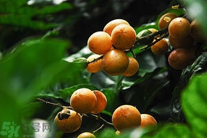 孕婦能吃黃皮果嗎？孕婦吃黃皮果好嗎？