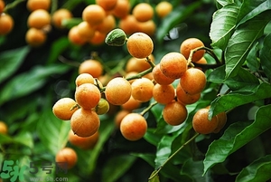 孕婦能吃黃皮果嗎？孕婦吃黃皮果好嗎？