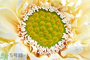 蓮蓬是什么東西？蓮蓬是什么顏色的？