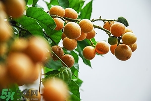 孕婦能吃黃皮果嗎？孕婦吃黃皮果好嗎？