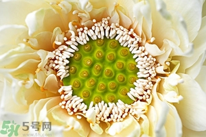 蓮蓬是什么東西？蓮蓬是什么顏色的？
