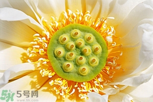 蓮蓬可以多吃嗎？蓮子吃多了會(huì)怎樣？