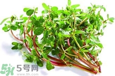 馬齒莧是熱性還是涼性？馬齒莧是涼性嗎？