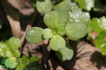 馬齒莧是不是發(fā)物？馬齒莧是發(fā)物嗎？