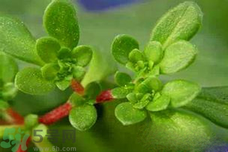 馬齒莧是不是發(fā)物？馬齒莧是發(fā)物嗎？