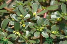 馬齒莧是酸性還是堿性？馬齒莧是堿性嗎？