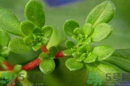 馬齒莧是酸性還是堿性？馬齒莧是堿性嗎？