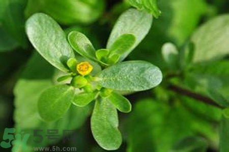 馬齒莧能治療扁平疣嗎？馬齒莧怎么治療扁平疣？