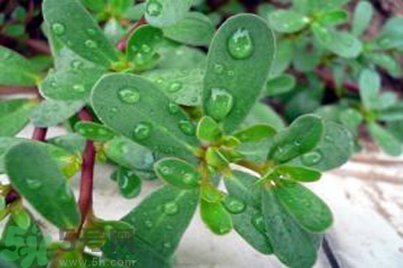 馬齒莧能治療扁平疣嗎？馬齒莧怎么治療扁平疣？