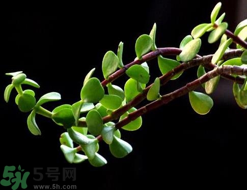 馬齒莧可以去痘痘嗎？馬齒莧敷臉去痘痘有什么副作用嗎？